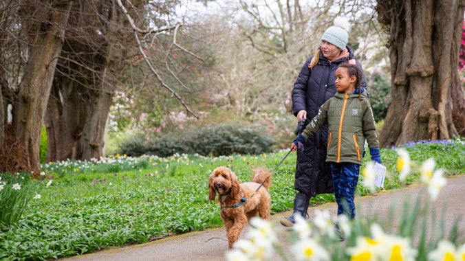 A woman and young child walk a dog through Plas Newydd garden, following a pathway leading between grassy lawns covered in daffodils and snake's head fritillary in spring.